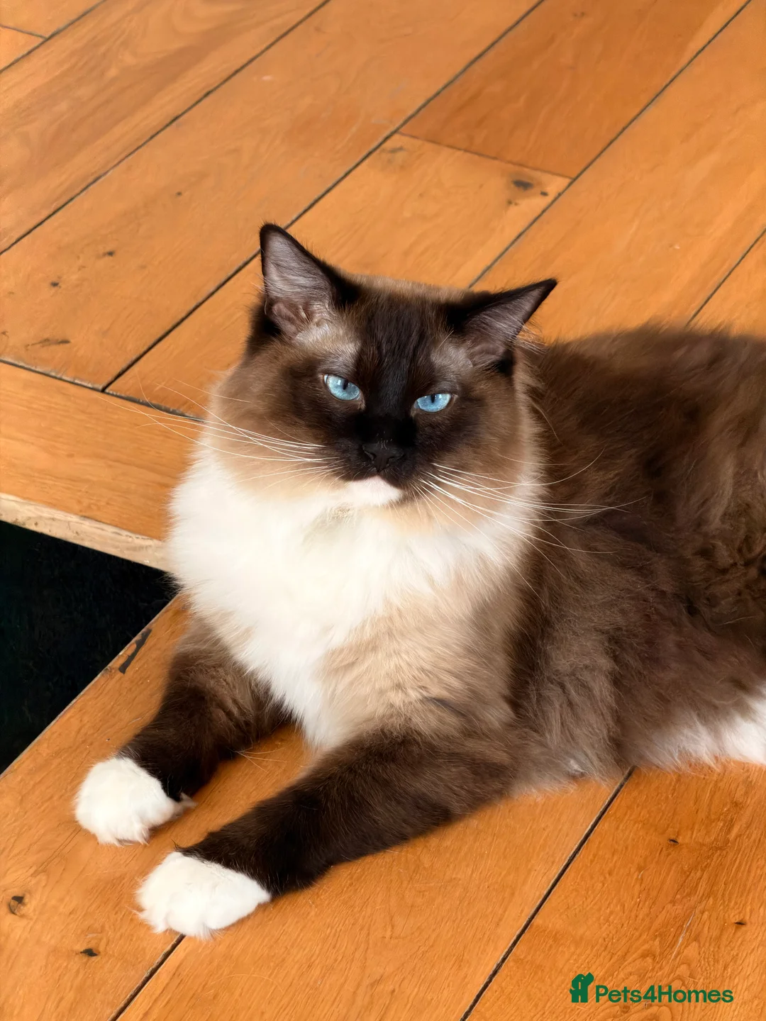 Ragdoll cats for sale: Two Beautiful Ragdoll Cats – Toby & Cleo - Advert 2