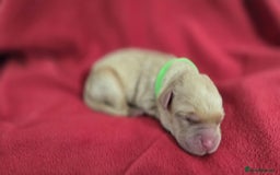 Labrador Retriever dogs for sale: Litter of 8 Labrador Pups Available - Image 7