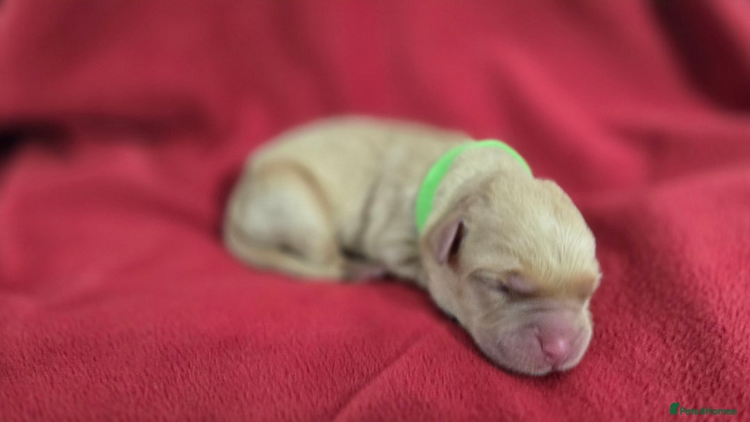 Labrador Retriever dogs for sale: Litter of 8 Labrador Pups Available - Image 7