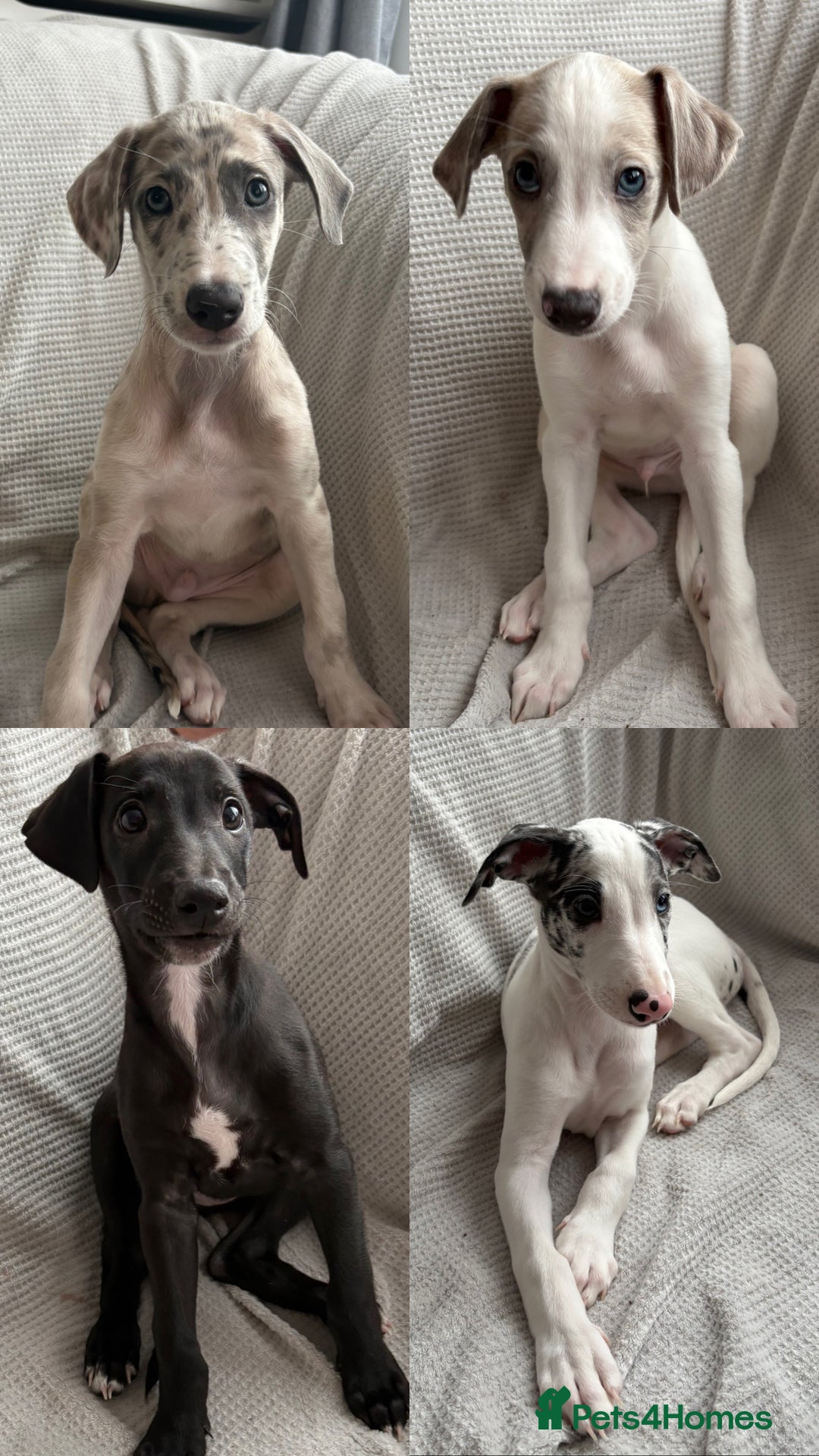 Mixed Breed dogs for sale: Collie Whippet Greyhound  - Image 1