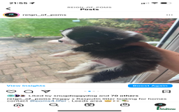Pomeranian dogs for stud: Chocolate Stud Kc Registered ,Embark tested in Runcorn - Image 20
