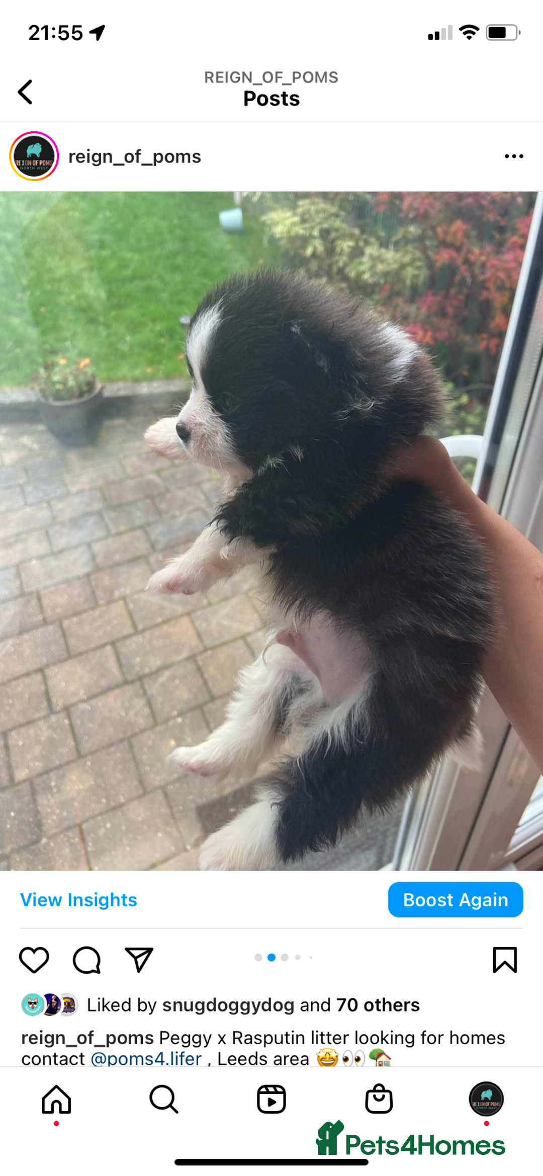Pomeranian dogs for stud: Chocolate Stud Kc Registered ,Embark tested in Runcorn - Image 20