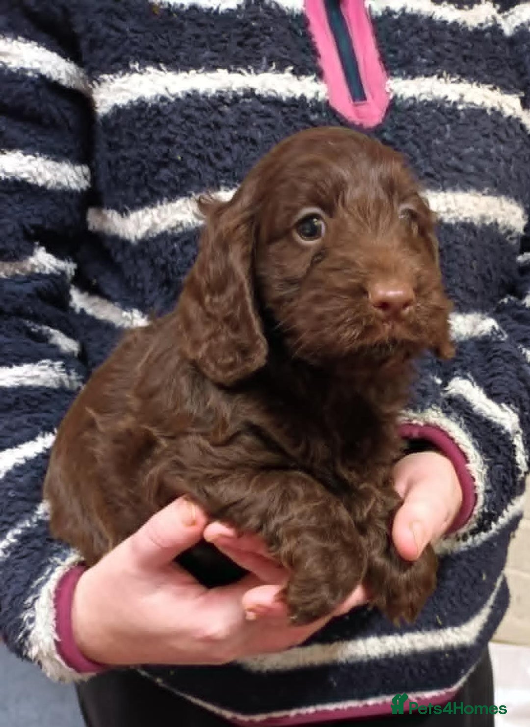Cockapoo dogs for sale: CHOCOLATE COCKAPOOS FROM LICENCED BREEDER - Advert 2