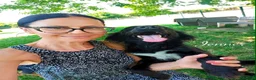 Mixed Breed dogs for adoption: Jenner, 1-2 yrs old. Available for adoption. in Brixham - Advert 4