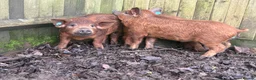 Pig livestock for sale: Piglets for sale in Tadworth  - Advert 3