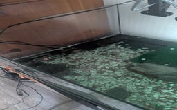 Turtle reptiles for sale: Musk Turtle and setup  - Image 3