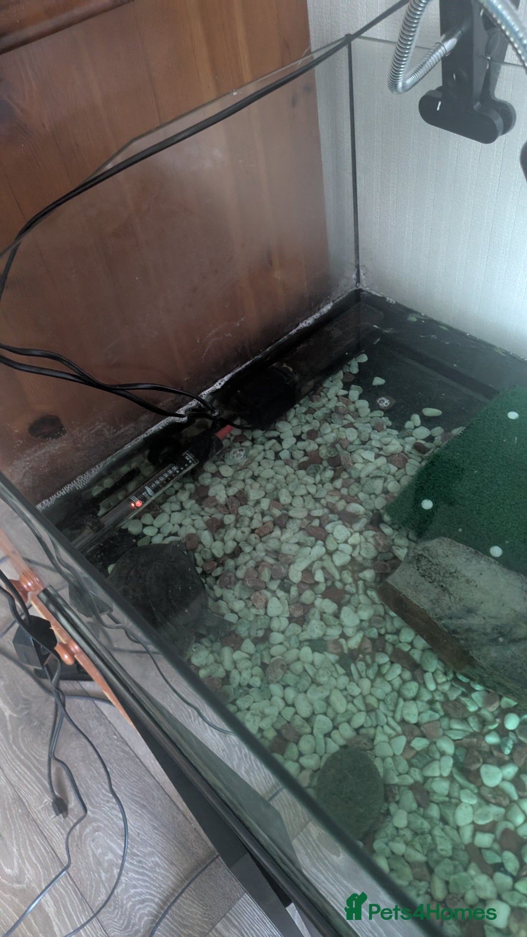 Turtle reptiles for sale: Musk Turtle and setup  - Image 3