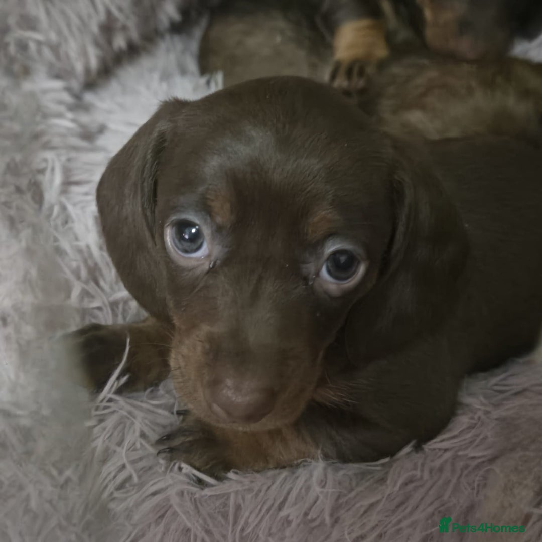 Miniature Dachshund dogs for sale: Mini dachshund  - Advert 13