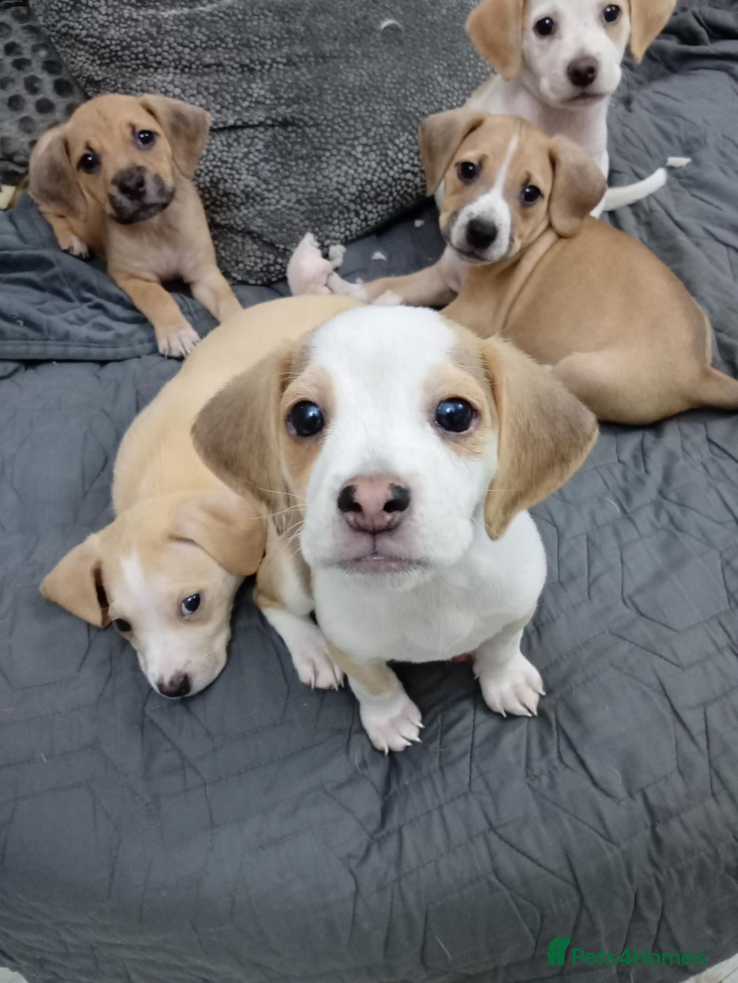 Mixed Breed dogs Beagle x staffy puppies 8 weeks - Advert 4