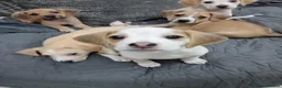Mixed Breed dogs for sale: Beagle x staffy puppies 8 weeks in Rowley Regis - Advert 10