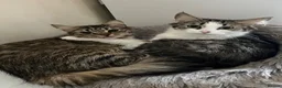 Mixed Breed cats for sale: 4 cats need rehoming due to house move  in Liverpool - Advert 4