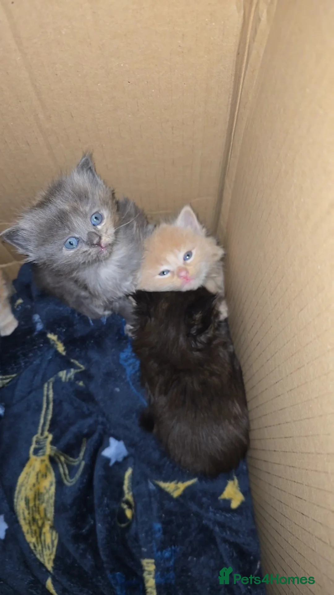 Mixed Breed cats for sale: Ragcoon mix kittens - Advert 5