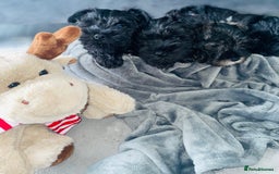 Miniature Schnauzer dogs for sale: KC Pedigree Mini Schnauzer - Image 6