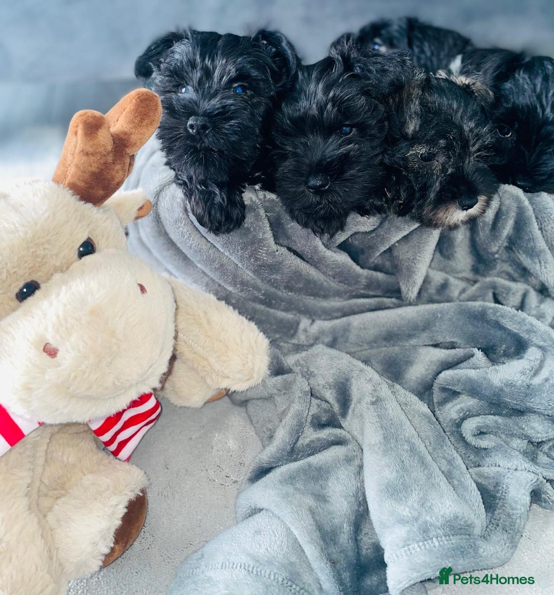 Miniature Schnauzer dogs for sale: KC Pedigree Mini Schnauzer - Image 6