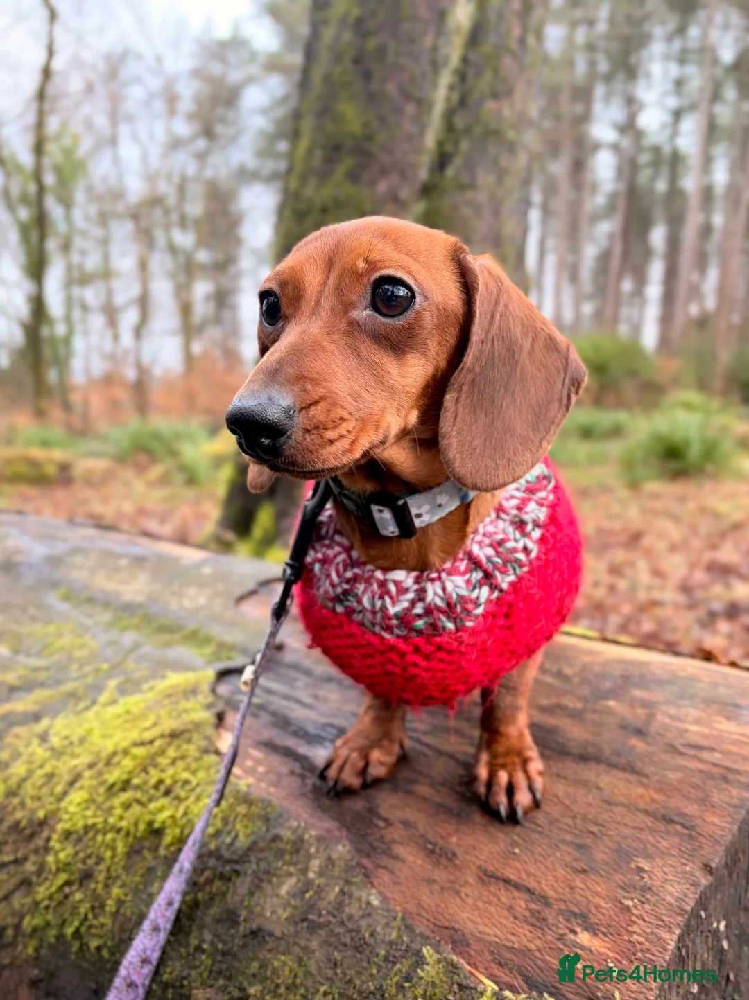 Miniature Dachshund dogs for sale: 2 Adult Smooth Haired Miniature Dachshund  - Advert 2