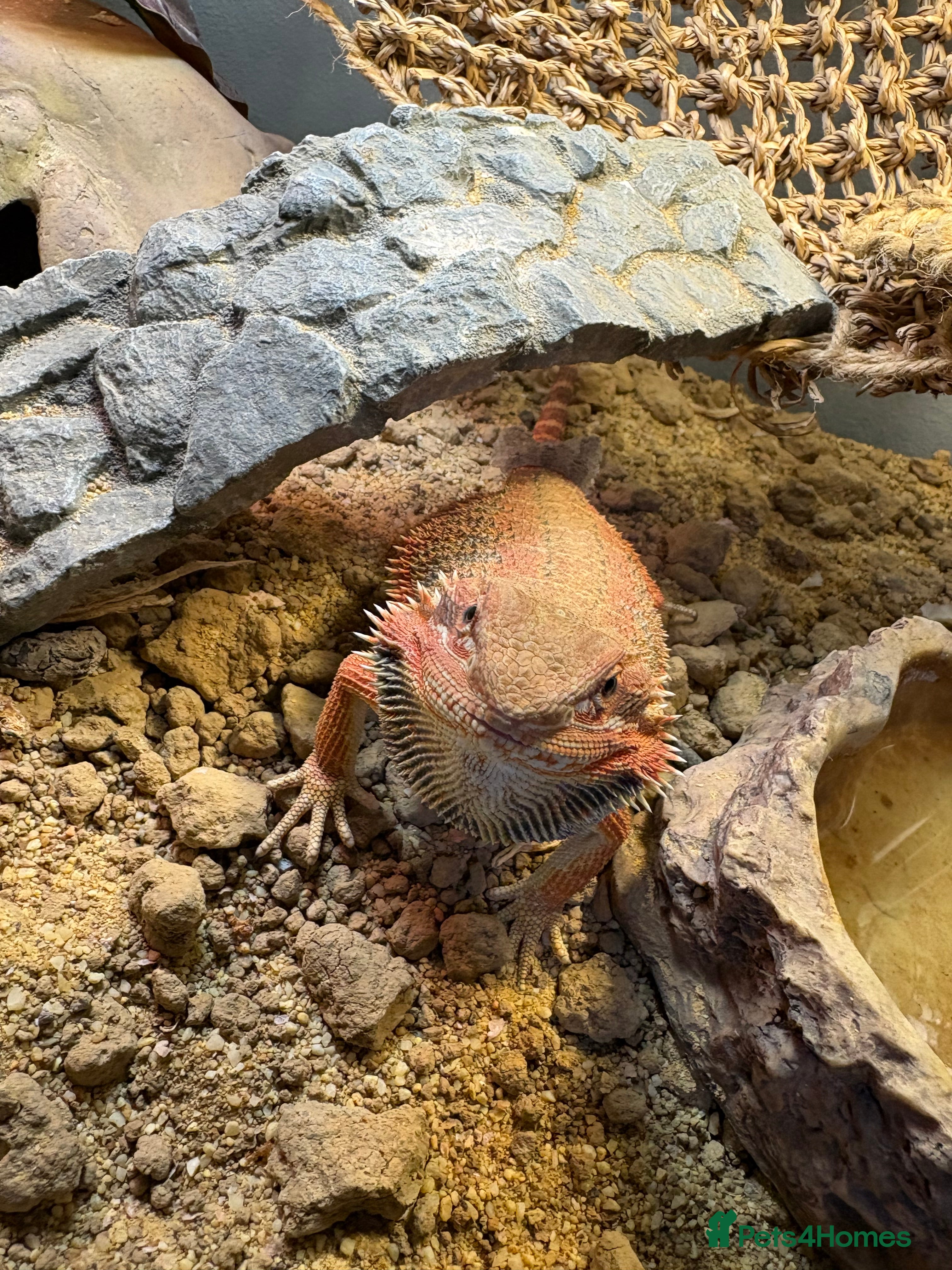 Bearded Dragon reptiles Bearded dragon - Advert 1