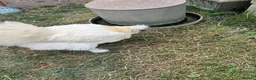 Chickens poultry for sale: USA Silkies- Bantams  in Cambridge - Advert 4
