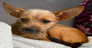 Russian Toy Terrier dogs - Advert 4