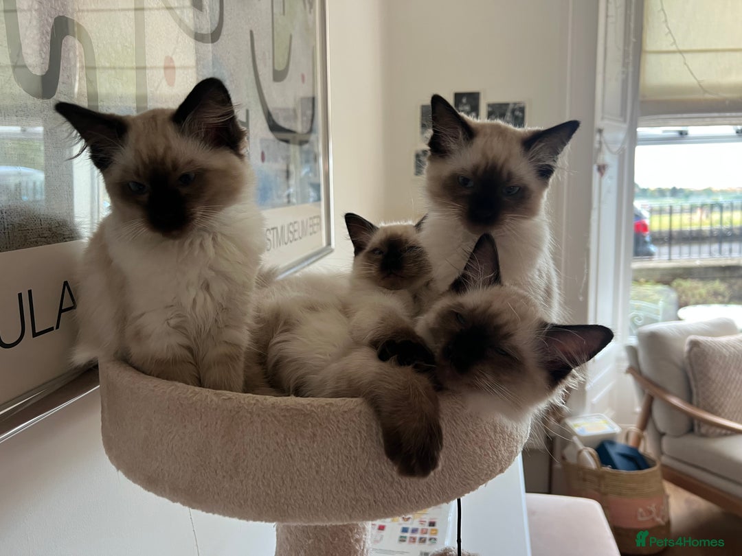 Ragdoll cats for sale: Beautiful seal point kittens  - Image 7