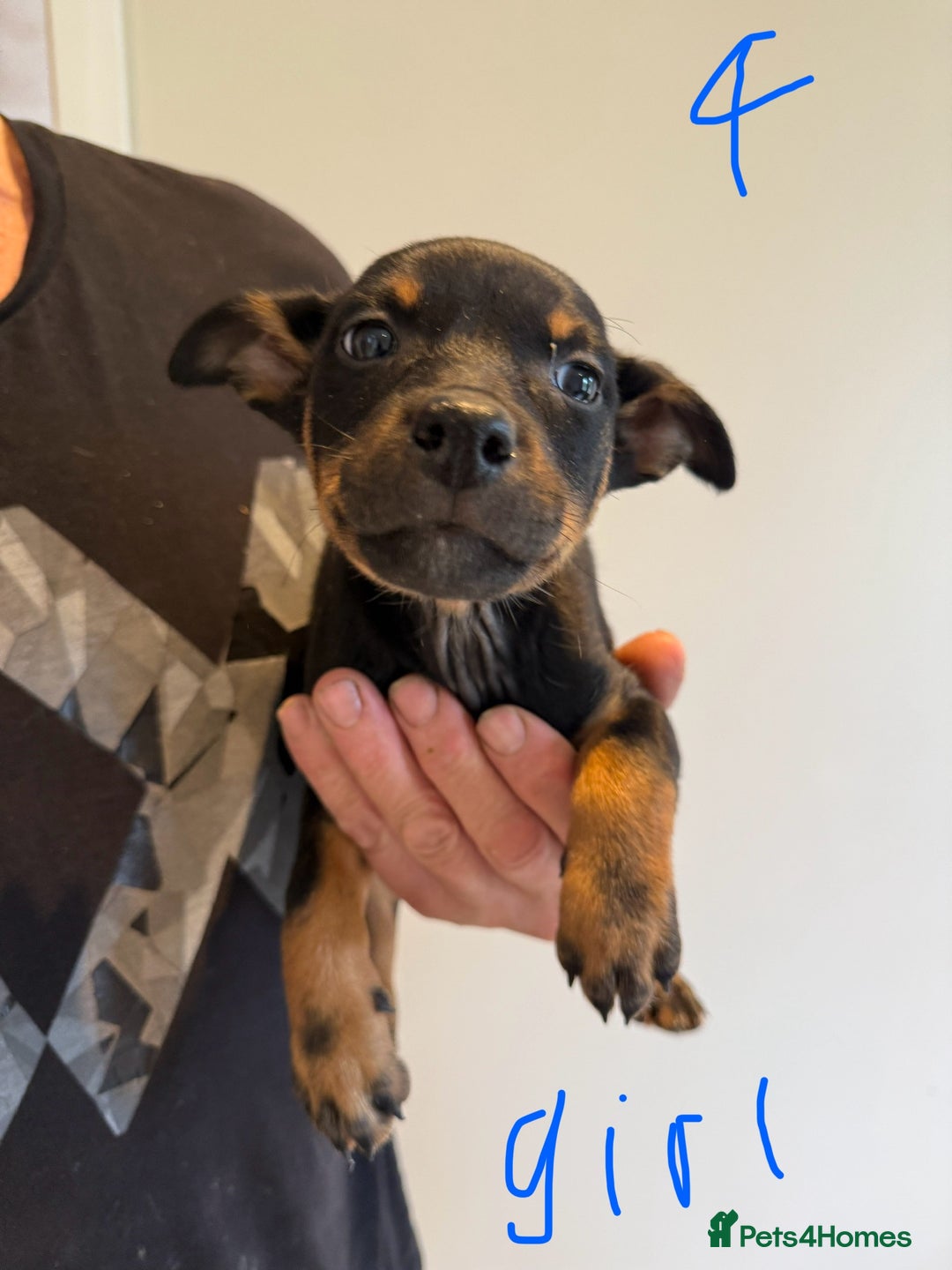 Australian Kelpie dogs for sale: Australian Kelpie puppies  - Image 9