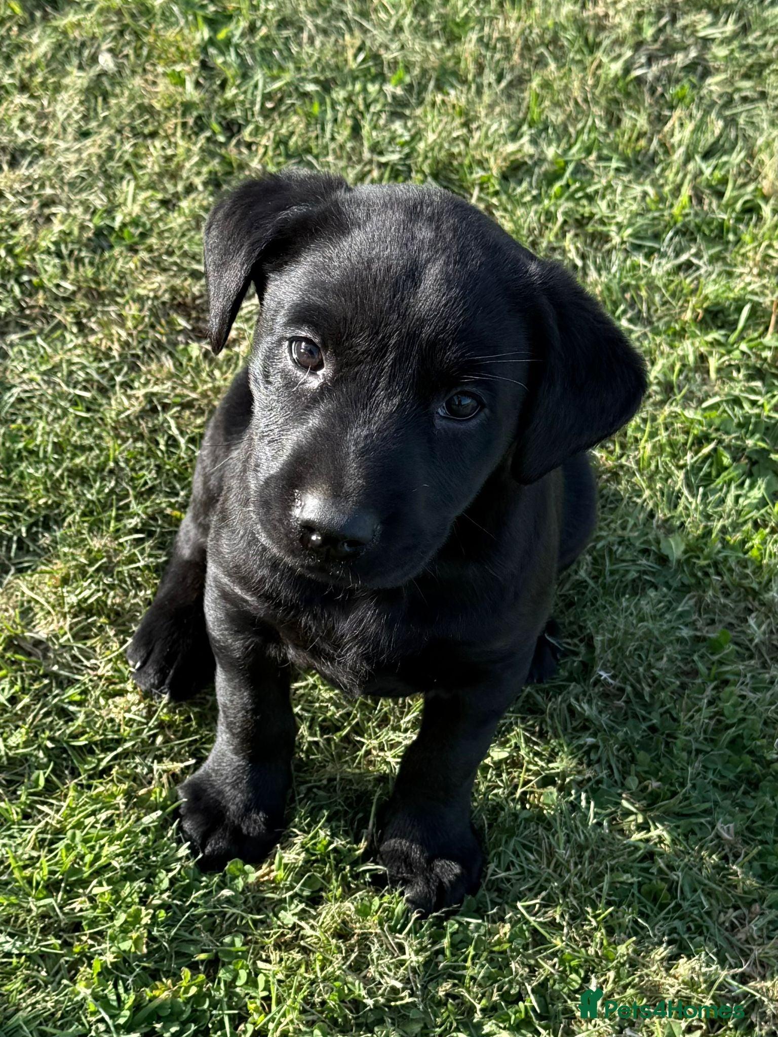 Labrador Retriever dogs Mr stephen jones - Advert 2