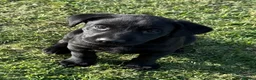 Labrador Retriever dogs for sale: Mr stephen jones in Aylesbury - Advert 2
