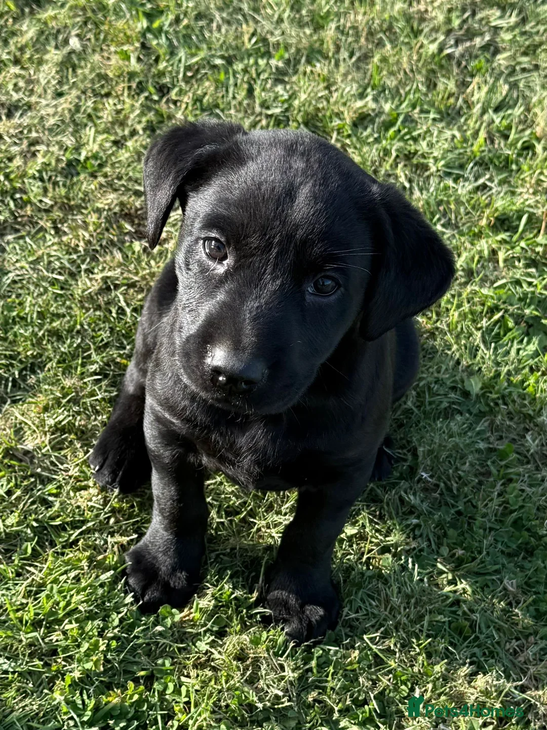 Labrador Retriever dogs for sale: Mr stephen jones in Aylesbury - Advert 2