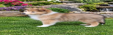 Shetland Sheepdog 1