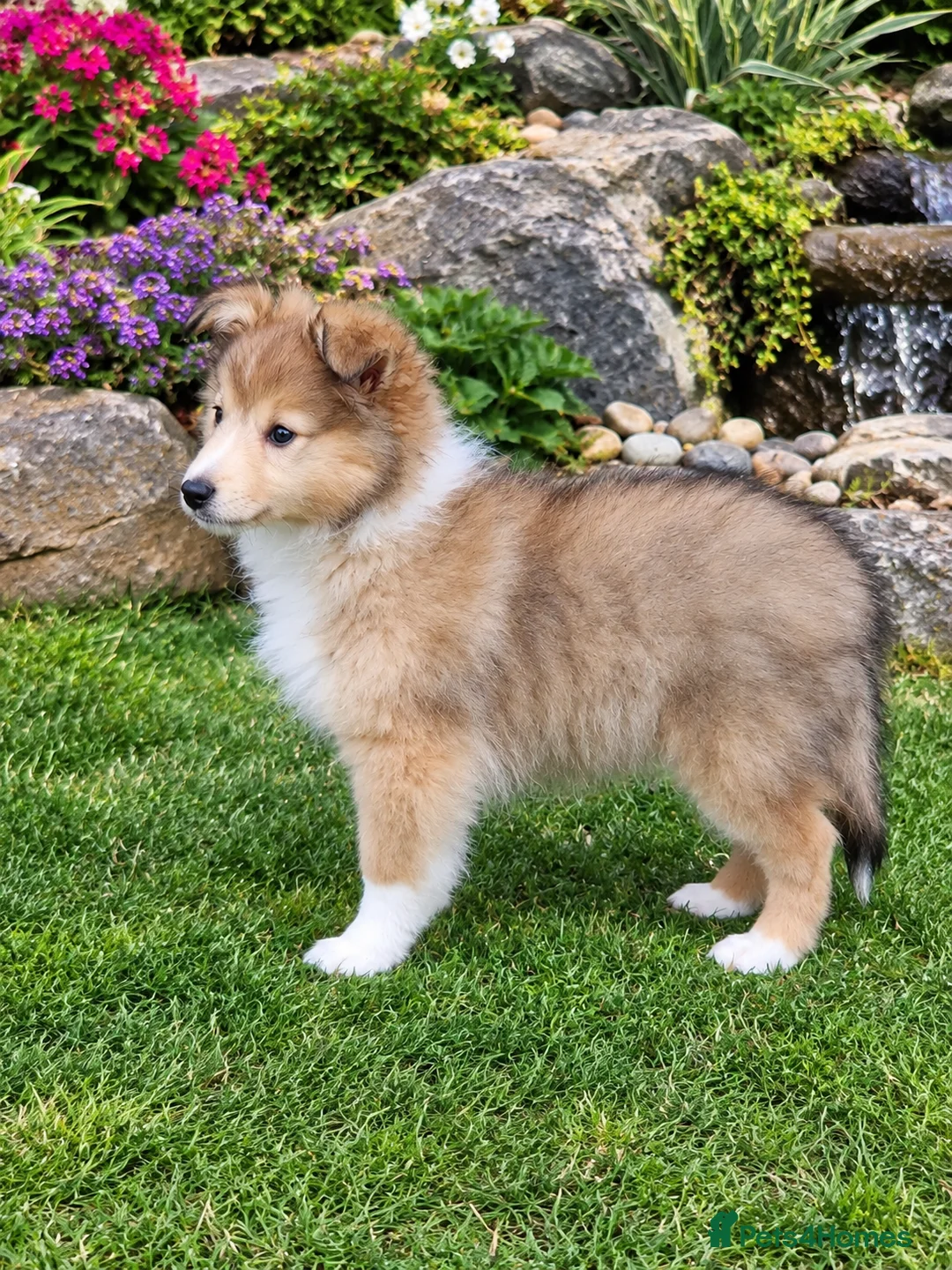 Shetland Sheepdog dogs for sale: Sable/White sheltie puppies - Advert 7
