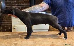 Mixed Breed dogs for sale: Whippet lurcher - Image 3