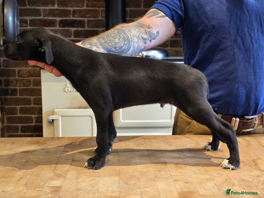 Mixed Breed dogs for sale: Whippet lurcher - Image 3