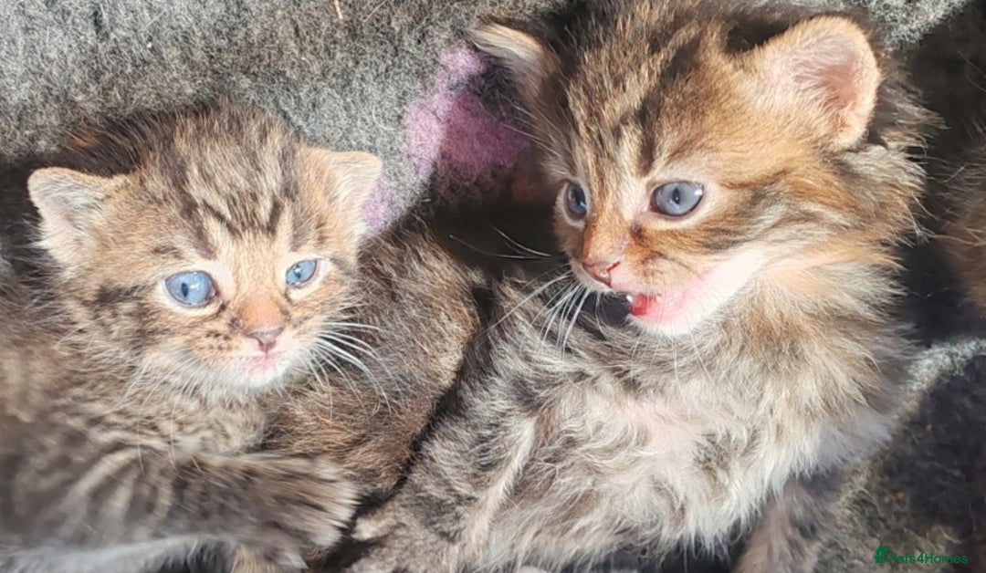 Mixed Breed cats for sale: Beautiful kittens looking for forever homes!! - Image 4