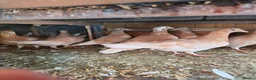 Mixed Breed birds for sale: Pigeons for sale all for 120£ in Nottingham - Advert 2