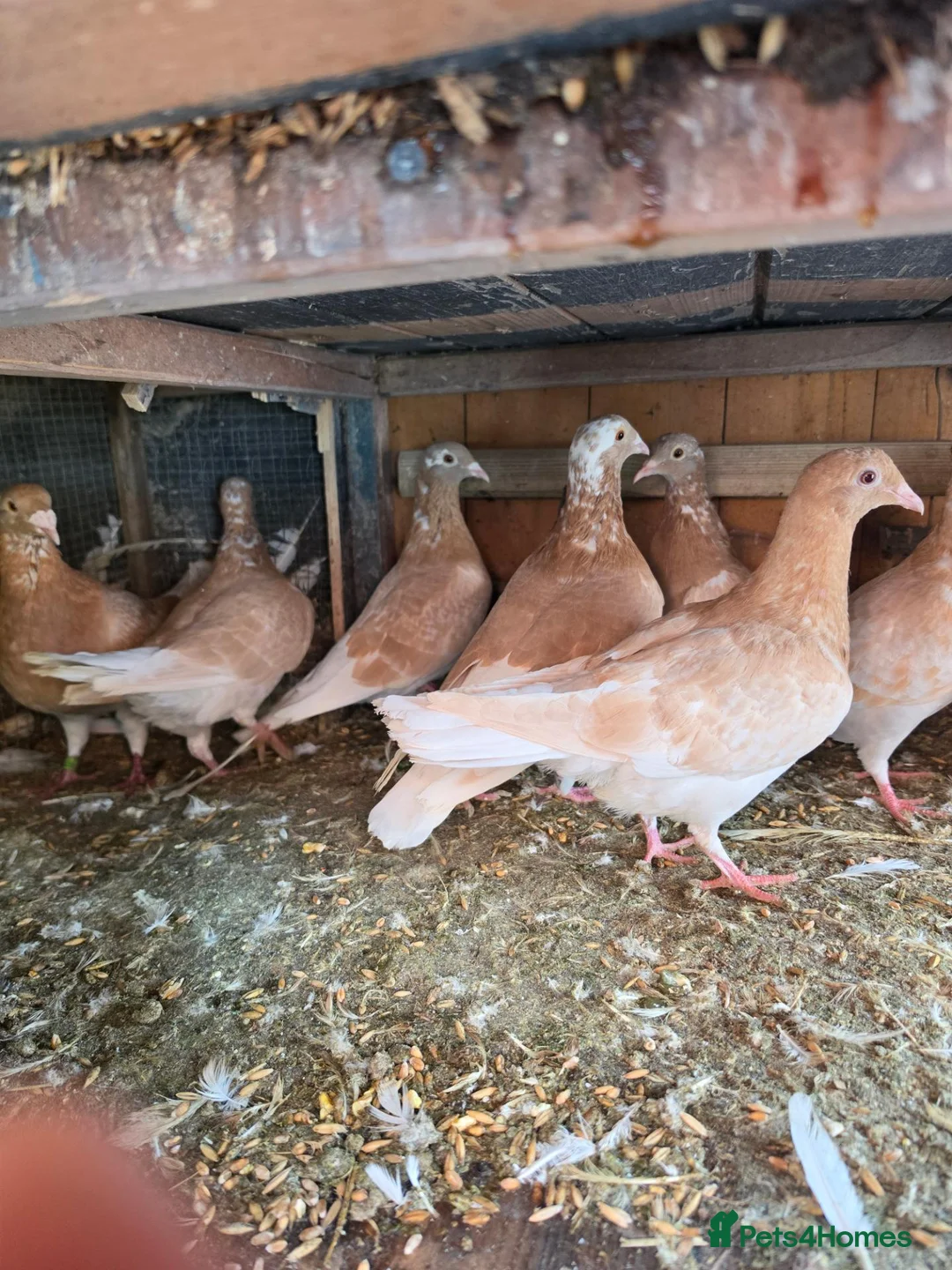 Mixed Breed birds for sale: Pigeons for sale all for 120£ in Nottingham - Advert 2