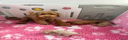 Labradoodle dogs for sale: Extensively DNA  ToY/mini labradoodle parents DNA  - Advert 3