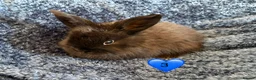 Mini Lop rabbits for sale: Pure bred mini lop bunnies - Advert 6