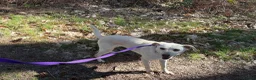 Mixed Breed dogs for adoption: Looby Lou - March Cambs  in March - Advert 5