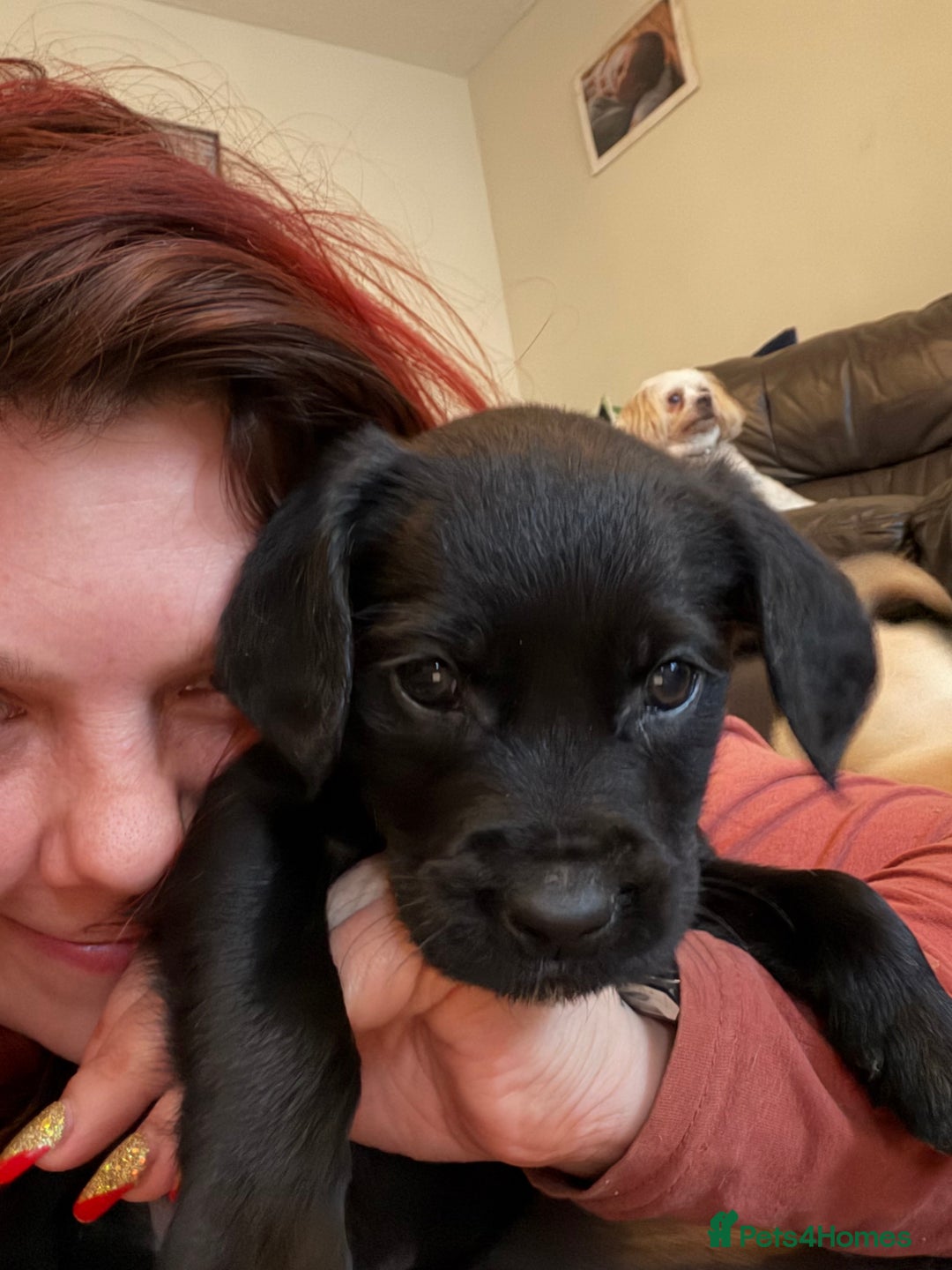 Mixed Breed dogs for sale: Stunning lab/rottie x golden retriever puppies e - Advert 30