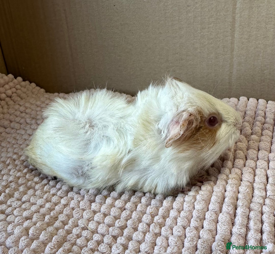 Guinea Pig rodents for sale: Young Guinea pigs  - Image 18