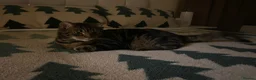 Mixed Breed cats for sale: 🐾 Looking for a Loving Home - Spoty & Oscar 🐾 - Advert 9