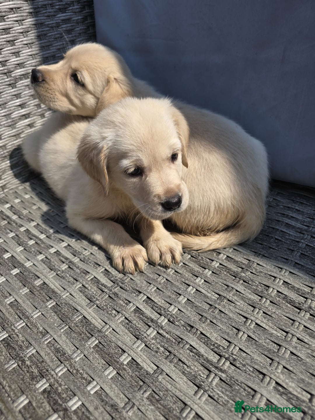 Goldador dogs for sale: Goldador puppy's  - Advert 1