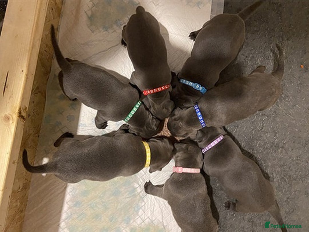 Staffordshire Bull Terrier dogs for sale: Blue Eyes Staffordshire Bull Terriers. - Image 3