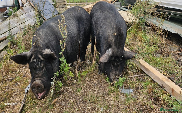 Pig livestock - Advert 3