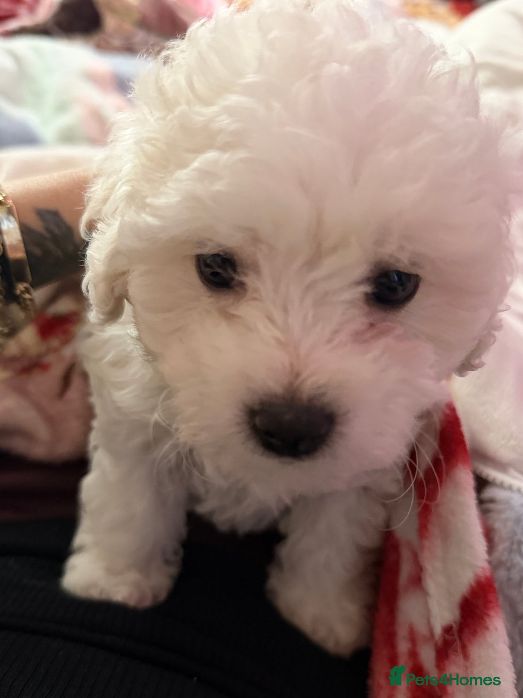 Bichon Frise dogs for sale: KC Registered Pedigree Bichon Frise Puppies - Advert 17