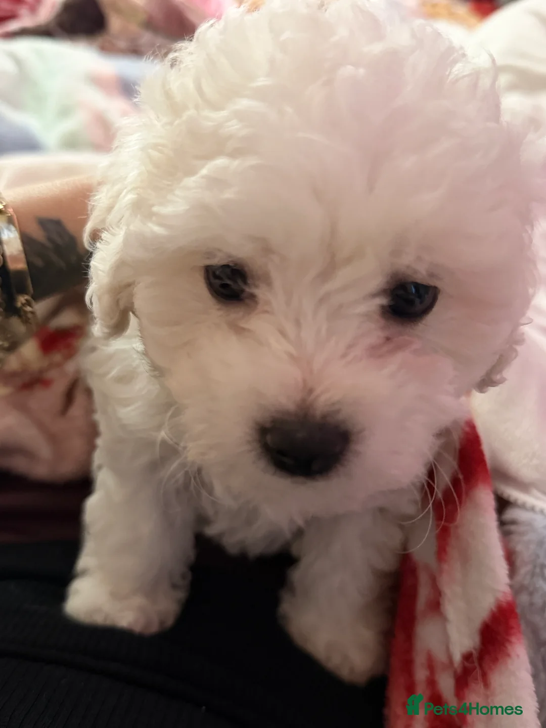 Bichon Frise dogs for sale: The Pedigree Club Bichon Frise Puppies - Advert 17