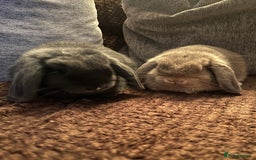 Mini Lop rabbits for sale: 2 mini lops - Image 2