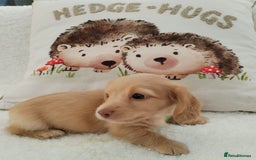 Miniature Dachshund dogs for sale: MINI DACHSHUND CREAM PRA CLEAR - Image 14