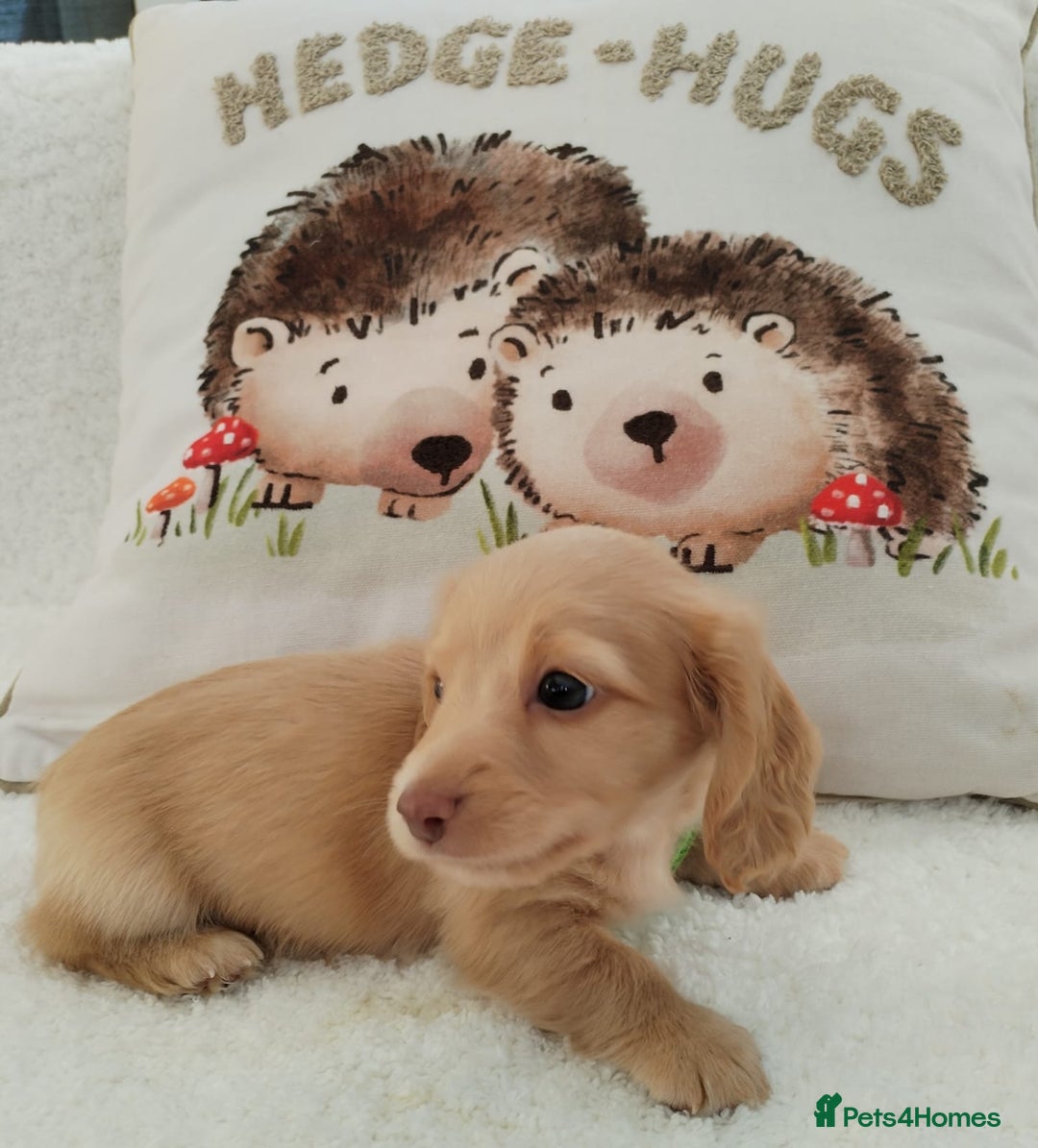 Miniature Dachshund dogs for sale: MINI DACHSHUND CREAM PRA CLEAR - Image 14