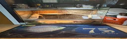 Leopard Gecko reptiles for sale: 2 female lepord geckos and complete set up  - Advert 2