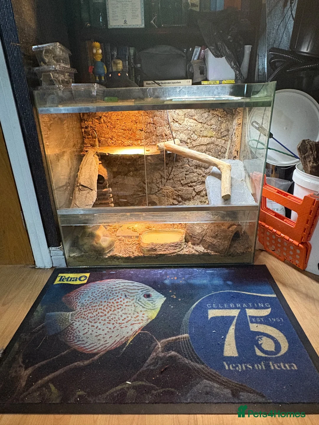 Leopard Gecko reptiles for sale: 2 female lepord geckos and complete set up  - Advert 2